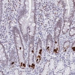 ISX Antibody, Novus Biologicals:Antibodies:Primary Antibodies